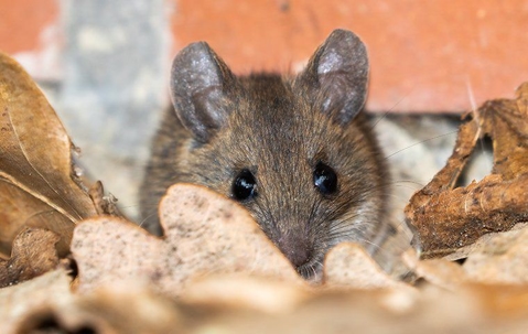 Rodents