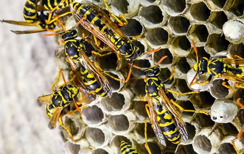 Wasps